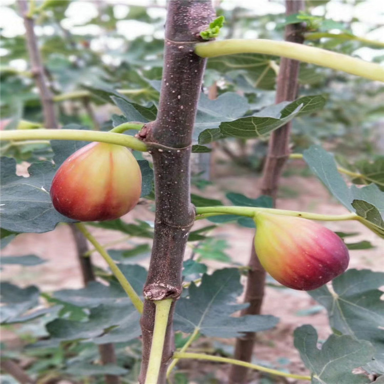 出售4公分無花果樹苗、4公分無花果樹苗價(jià)格
