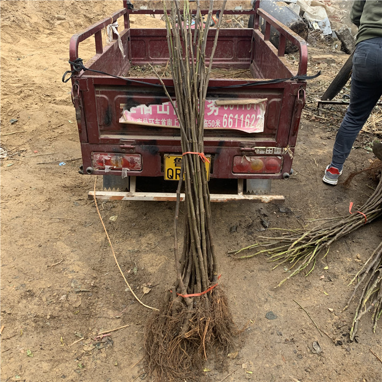 青皮无花果树苗价格、青皮无花果树苗价格及报价