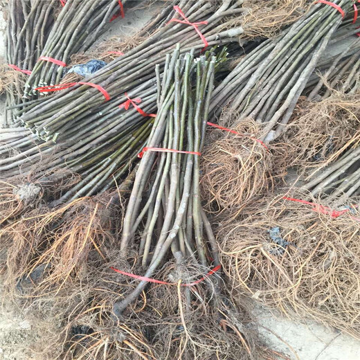 泰安無花果苗新品種、泰安無花果苗價格及基地
