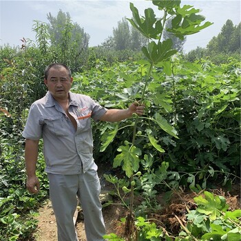 青皮无花果苗、青皮无花果苗基地及价格