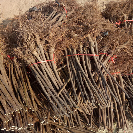 瑪斯義陶芬無花果苗、瑪斯義陶芬無花果苗批發(fā)基地