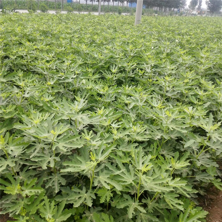 斯特拉無花果苗、斯特拉無花果苗報價