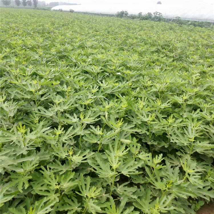 青皮無花果樹苗、青皮無花果樹苗新品種
