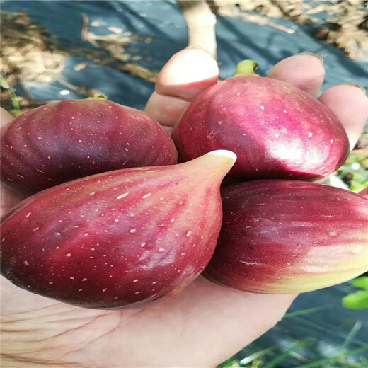 紫色波爾多無花果苗批發(fā)價格、紫色波爾多無花果苗基地及報(bào)價