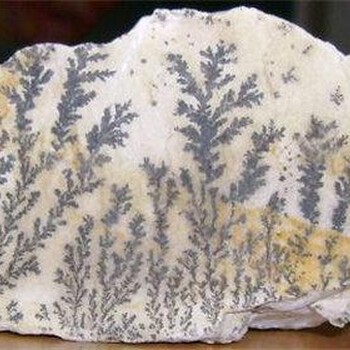 植物化石市場(chǎng)價(jià)多少錢