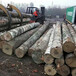 金威月供50柜爱沙尼亚进口桦木原木AB/ABC级欧洲木材桦木家具