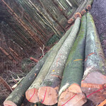 金威木业供应德国进口优质榉木原木AB级可锯切地板材实木木料