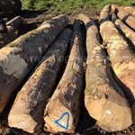 金威木业欧洲进口硬木枫木月供5柜原木实木雕刻木材家具材