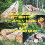 德国金威木业德国进口榉木原木实木可锯切板材木板