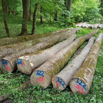 金威木业德国白蜡原木水曲柳蜡木进口实木木材欧洲原木可锯切3000方