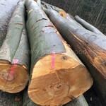德国金威木业进口德国榉木原木AB级欧洲木材锯切板材实木