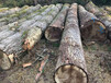 德国金威木业进口欧洲杨木原木实木欧洲木材可锯切板材木材