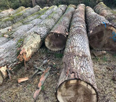 德国金威木业进口欧洲杨木原木实木欧洲木材可锯切板材木材