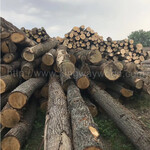 德国金威木业进口木材白橡木欧洲材实木原木橡木板材木料AB级原材料批发