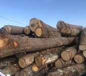 金威木业欧洲木材白橡木欧洲橡木实木原木进口木材橡木