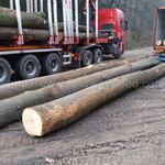 德国金威木业进口欧洲木材白蜡木实木原木板材蜡木ABC级FSC月供10柜木料批发