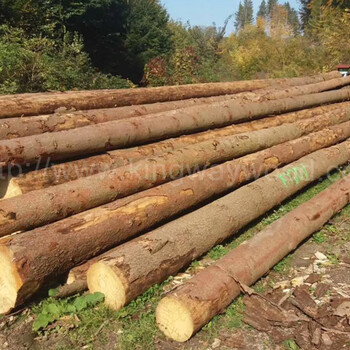 金威木业欧洲云杉德国云杉杉木实木原木进口材欧洲材原材