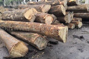 德国金威木业进口欧洲材白蜡木水曲柳实木白腊原木锯切板材AB级