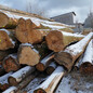 金威进口欧洲榉木原木实木板材锯切家具木料实木AB级ABC级