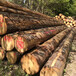德国金威木业进口欧洲云杉原木实木杉木家具木料原材料木材