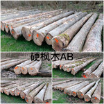 德国金威木业欧洲枫木硬枫实木原木AB进口木材乐器材