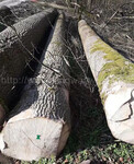 德国金威木业进口木材实木原木白蜡木欧洲白蜡木材板材进口