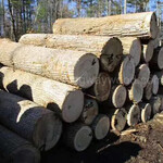 德国金威木业进口木材欧洲杨木实木原木杨木AB木材家具材