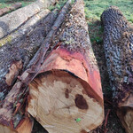 德国金威木业欧洲橡木白橡法国橡木实木进口原木木材