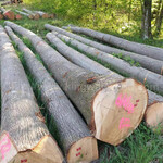 德国金威木业欧洲橡木红橡德国红橡橡木实木原木进口木材