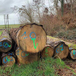 橡木实木白橡木进口原木欧洲橡木法国白橡原材料板材木板金威