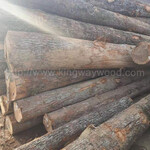 橡木欧洲白橡实木进口原木金威原材料木材木板期货家居板欧洲橡木