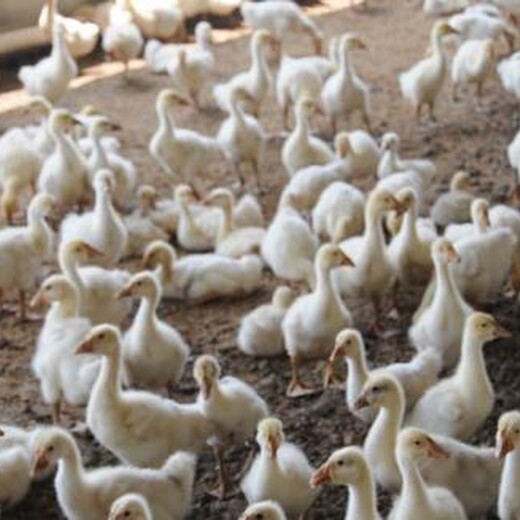 马鞍山和县白色鹅卵石产品质量稳定