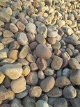 滨州博兴县鹅卵石/溪坑石/大卵石/驳岸石矿农图片1