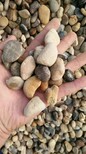 淮安金湖县鹅卵石为什么变压器鹅卵石规格尺寸是50--80图片3
