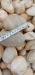 欢迎咨询：安阳鹅卵石安阳变电所鹅卵石生产供应商图片