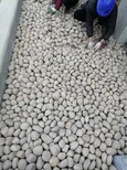 欢迎咨询：吴忠红寺堡区天然鹅卵石供应钢厂鹅卵石供应图片3