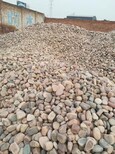 推荐：青浦区天然鹅卵石生产供应商污水处理鹅卵石滤料生产供应商图片0