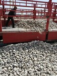 推荐：青浦区天然鹅卵石生产供应商污水处理鹅卵石滤料生产供应商图片4