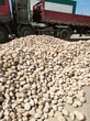推荐：包头昆都仑区天然鹅卵石出厂价格鹅卵石虑料承托层出厂价格