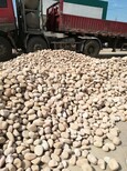 推荐：青浦区天然鹅卵石生产供应商污水处理鹅卵石滤料生产供应商图片3