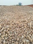 推薦：徐州泉山區天然鵝卵石價格水處理鵝卵石價格圖片2