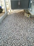 欢迎咨询：运城平陆县天然鹅卵石供应商鹅卵石虑料粒径规格供应商图片3