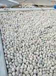 巴彦淖尔鹅卵石5-8cm电厂鹅卵石价格图片3