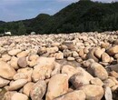 铜川马鞍山河道鹅卵石河卵石河岸石产地直销