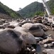 驻马店沧州人工湖铺设鹅卵石草坪石河道鹅卵石生产基地