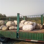 九江渭南河岸石河岸石河卵石价格图片3