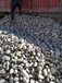 宜春鹅卵石滤料污水处理鹅卵石滤料供应商