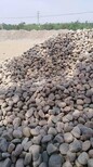 滁州天然鹅卵石净水处理鹅卵石垫层供应商图片4