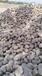 库尔勒鹅卵石5-8cm大型鹅卵石草坪点缀生产厂家
