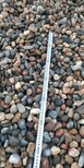 铁门关鹅卵石5-8cm鹅卵石虑料粒径规格产地批发图片1